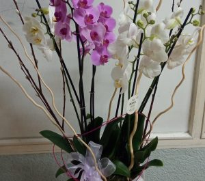 centro de orquídeas 70€